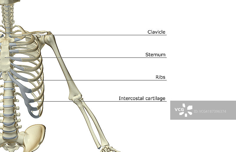 上肢骨骼图片素材