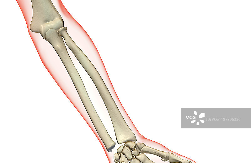 前臂骨骼图片素材