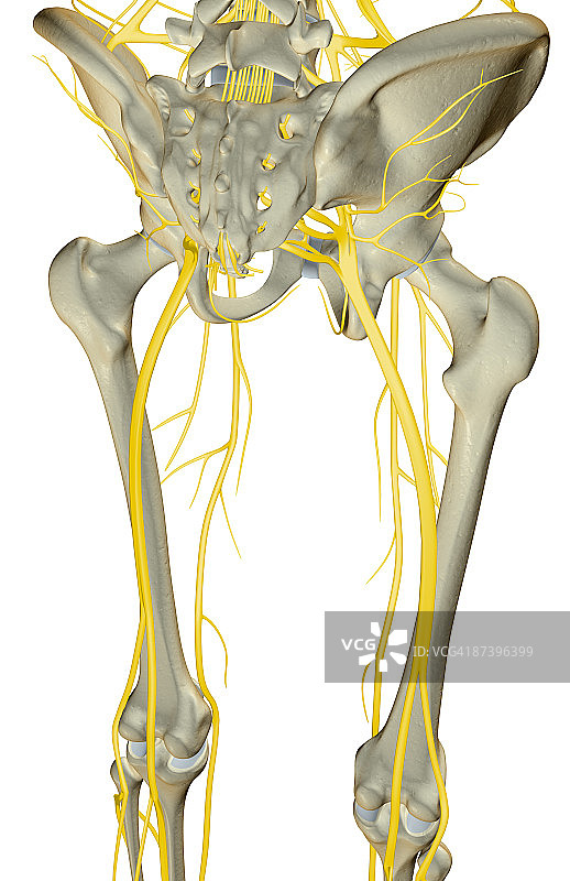 下肢的神经图片素材