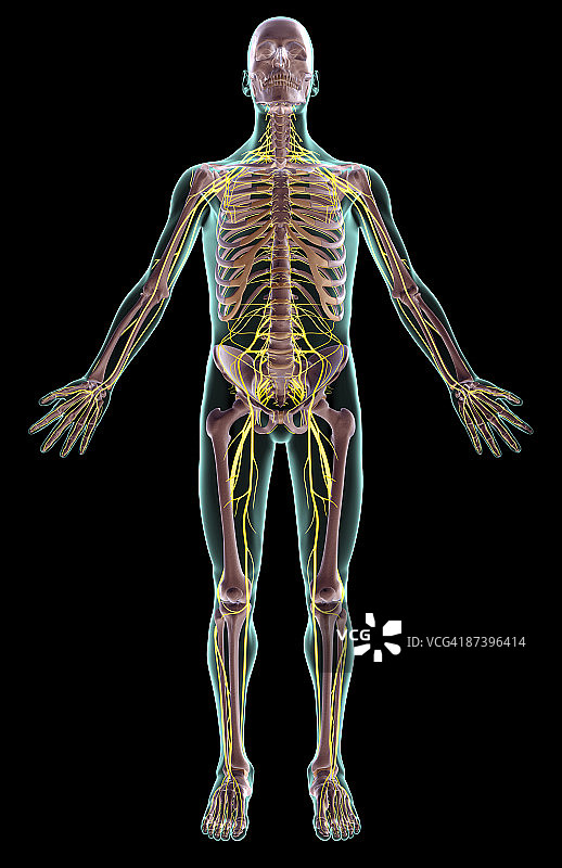 神经系统图片素材