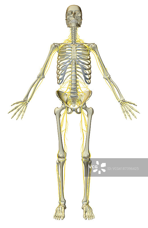 神经系统图片素材