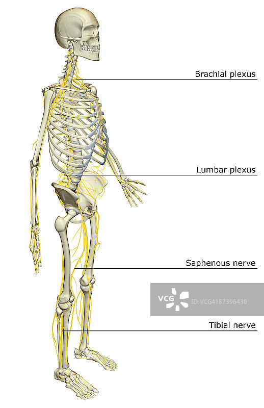 神经系统图片素材