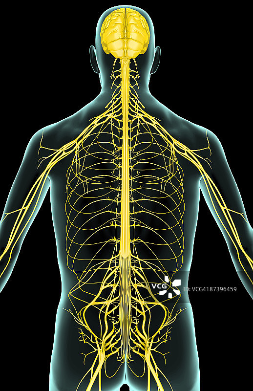 上半身神经分布图片素材