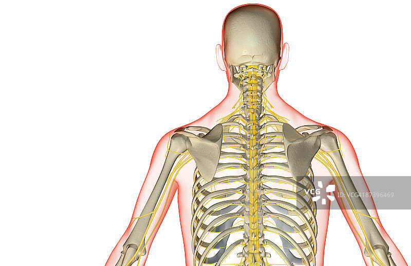 上半身神经分布图片素材