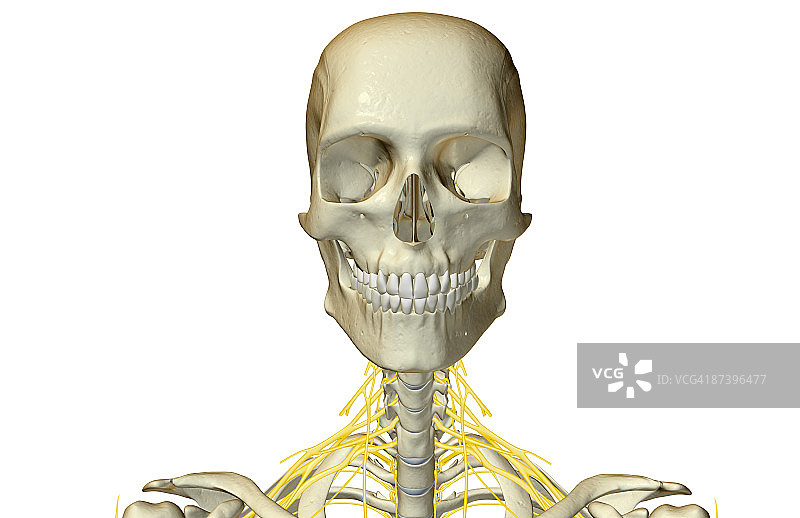 颈部神经图片素材