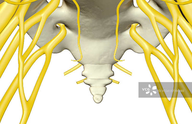 尾神经图片素材