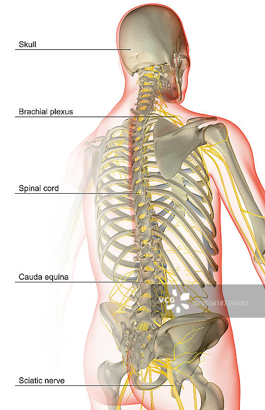支配上半身的神经图片素材