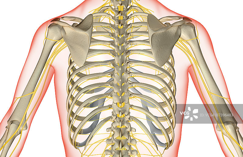 上半身神经分布图片素材