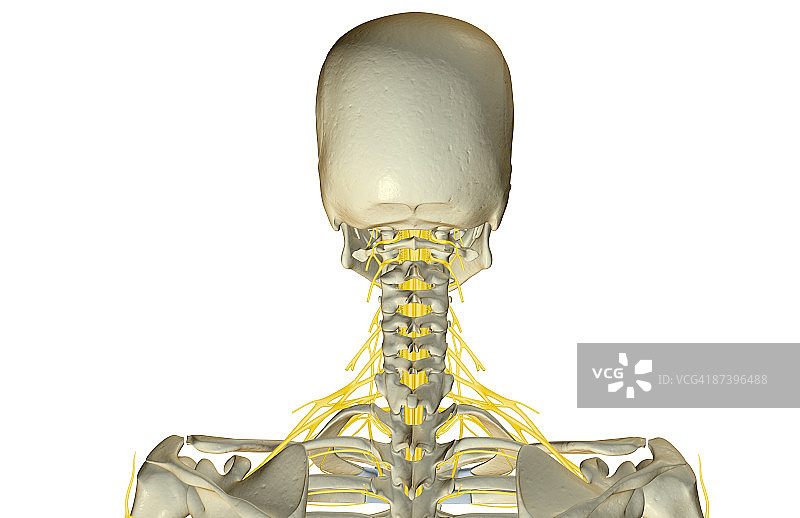 颈部神经图片素材
