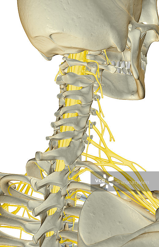 颈部神经图片素材