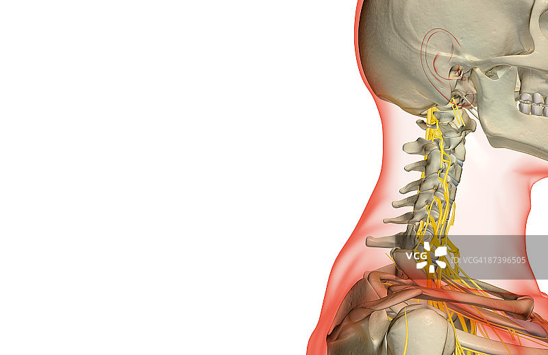 颈部神经图片素材