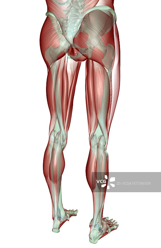 下半身的肌肉骨骼图片素材