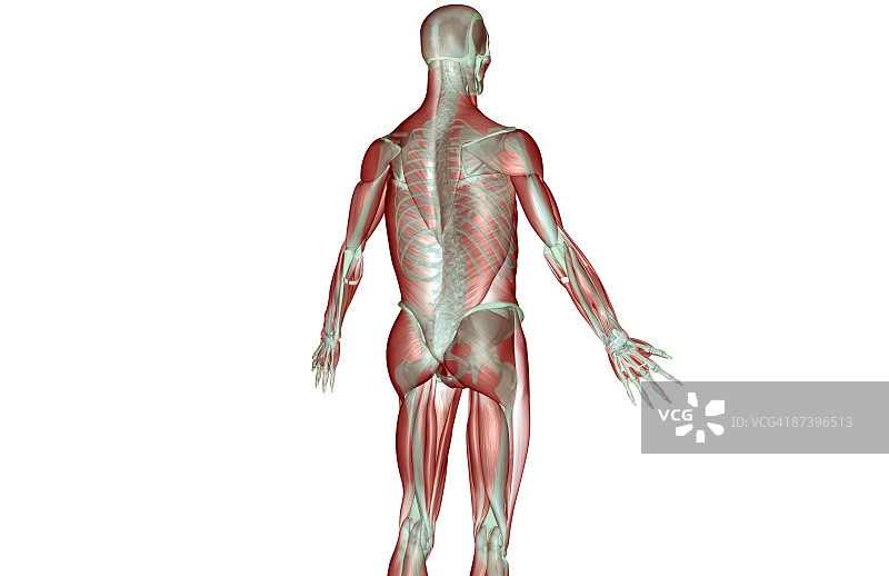 上肢肌肉骨骼系统图片素材