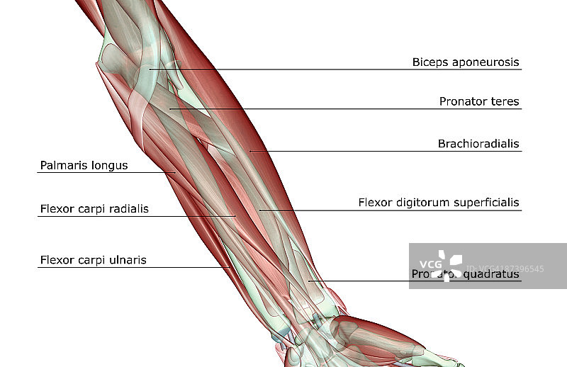 前臂肌肉骨骼图片素材