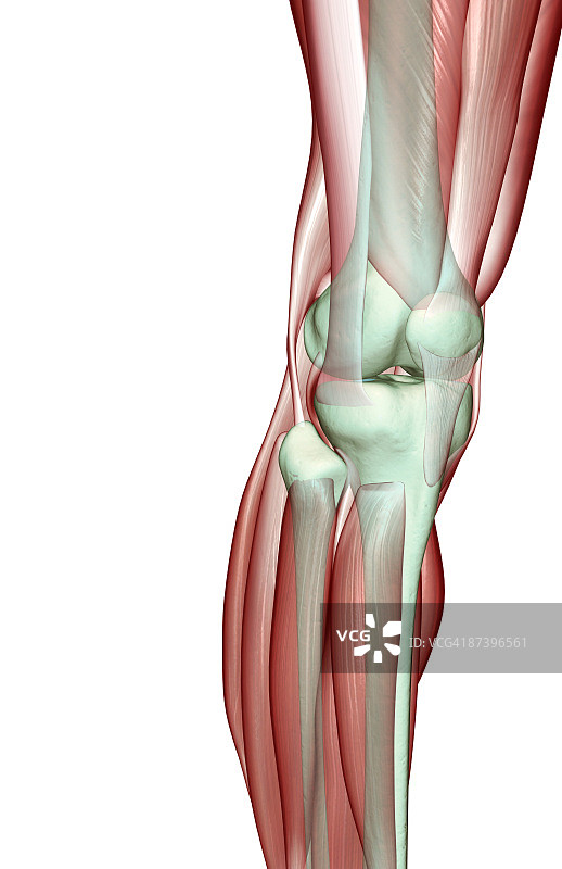 膝盖的肌肉骨骼图片素材