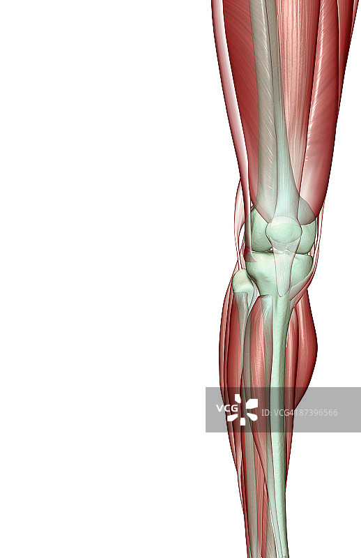 膝盖的肌肉骨骼图片素材