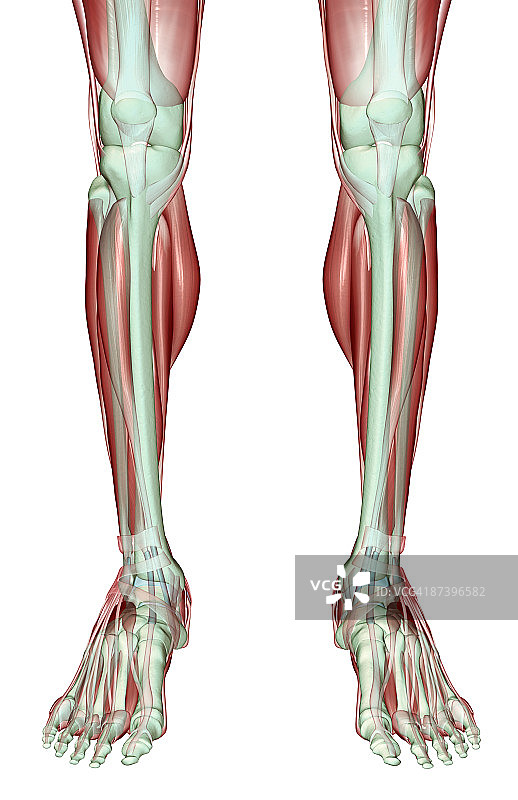 腿部肌肉骨骼图片素材
