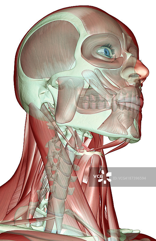头部和颈部的肌肉骨骼图片素材