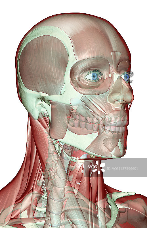 头颈面部肌肉骨骼图片素材
