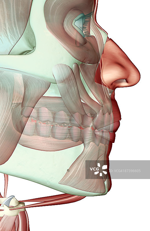 颌骨的肌肉骨骼图片素材
