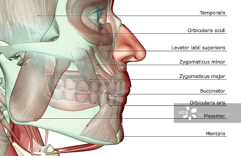 颌骨的肌肉骨骼图片素材