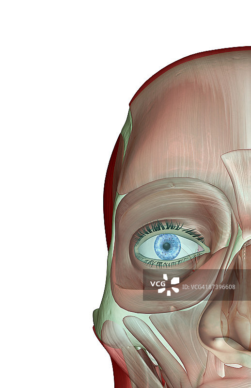 面部肌肉骨骼图片素材