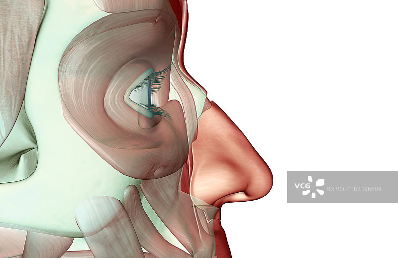 面部肌肉骨骼图片素材
