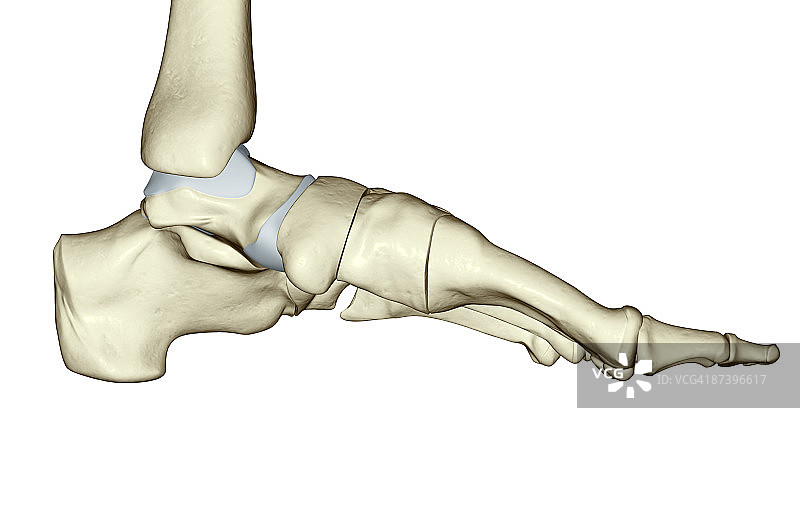 足部骨骼图片素材