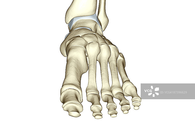 足部骨骼图片素材