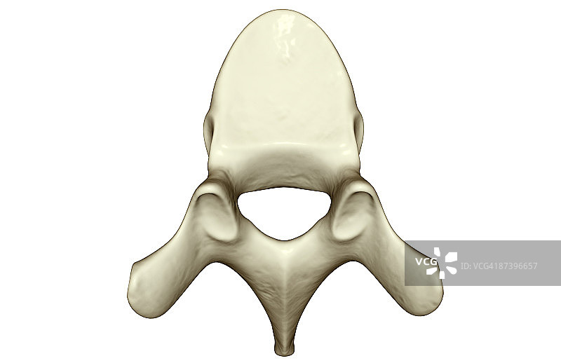 脊椎骨图片素材