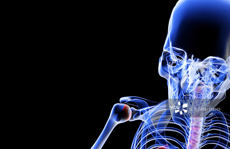 头部和面部骨骼图片素材