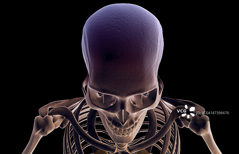 头部和面部骨骼图片素材