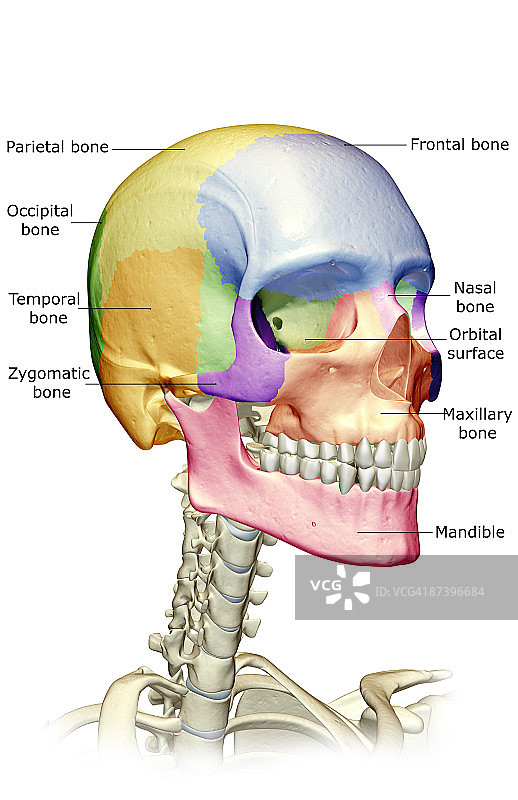 头部、颈部和面部骨骼图片素材
