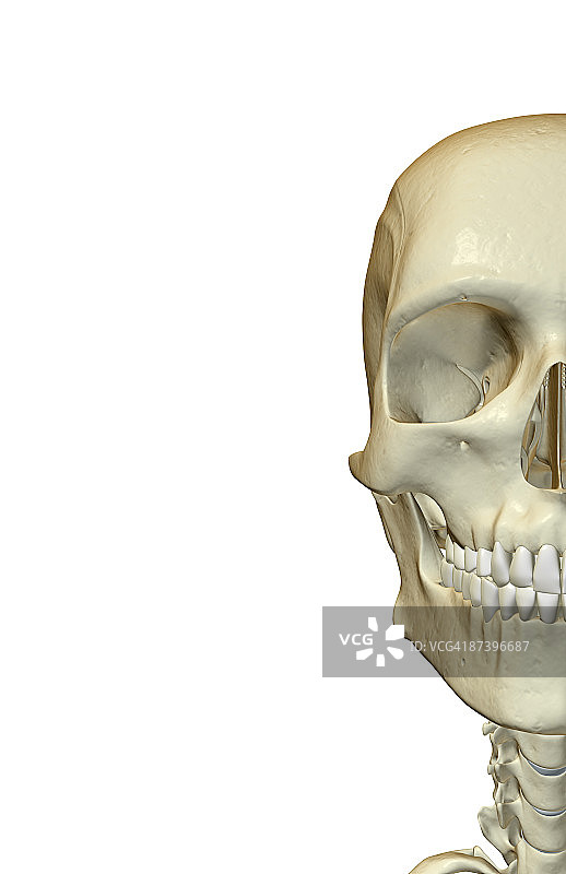 面部骨骼图片素材