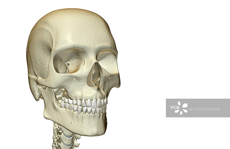 头部和面部骨骼图片素材