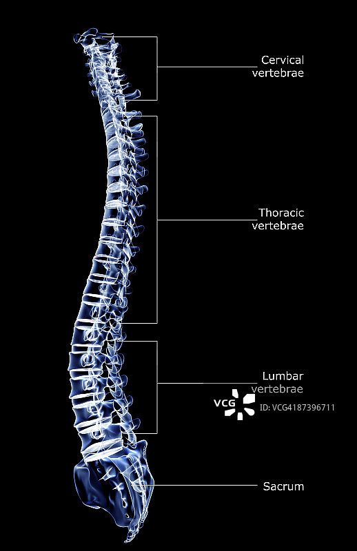 脊柱图片素材