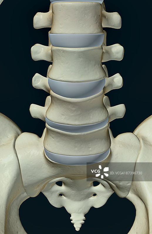 腰椎骨骼图片素材