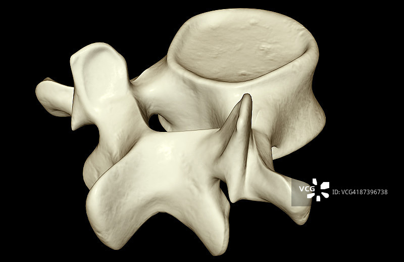 腰椎图片素材