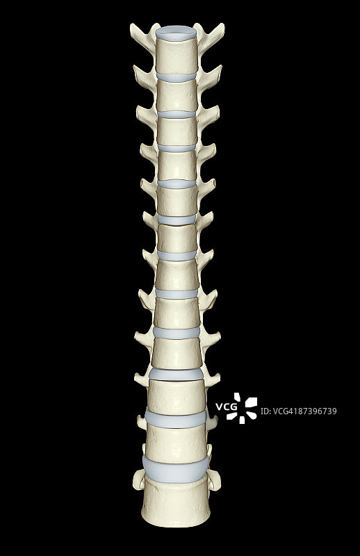 腰椎和胸椎图片素材