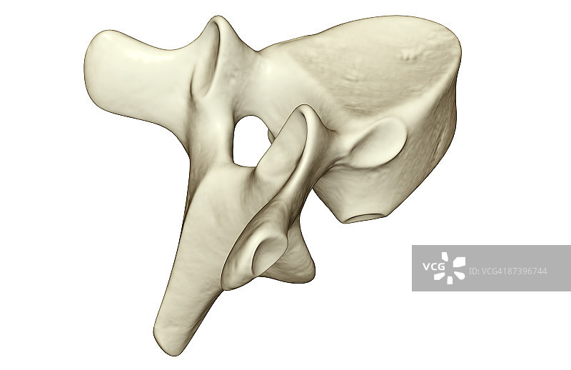 脊椎骨图片素材