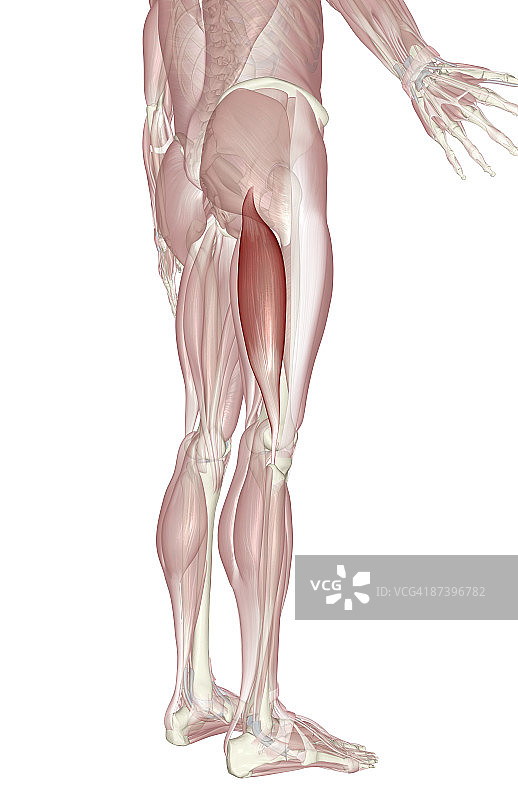 股二头肌图片素材