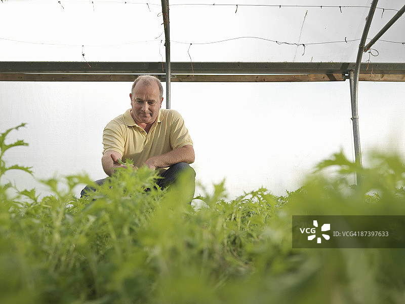 农民在塑料大棚里蹲着图片素材