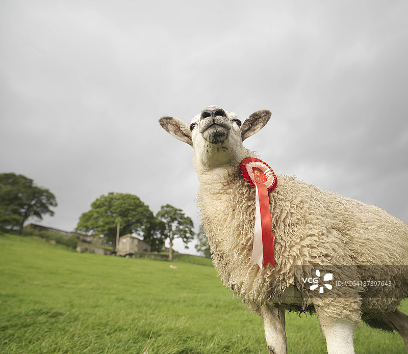 获奖绵羊佩戴奖章图片素材