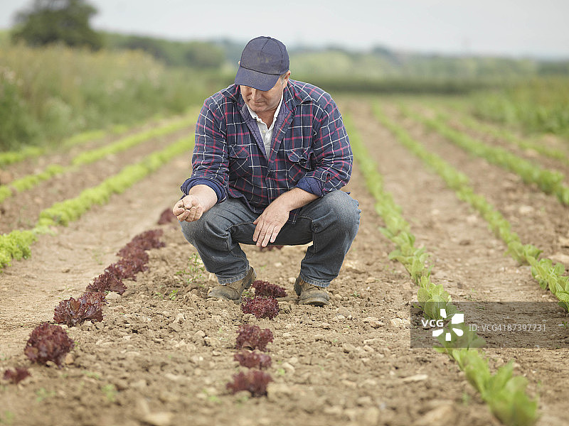 农民在田间照料农作物图片素材