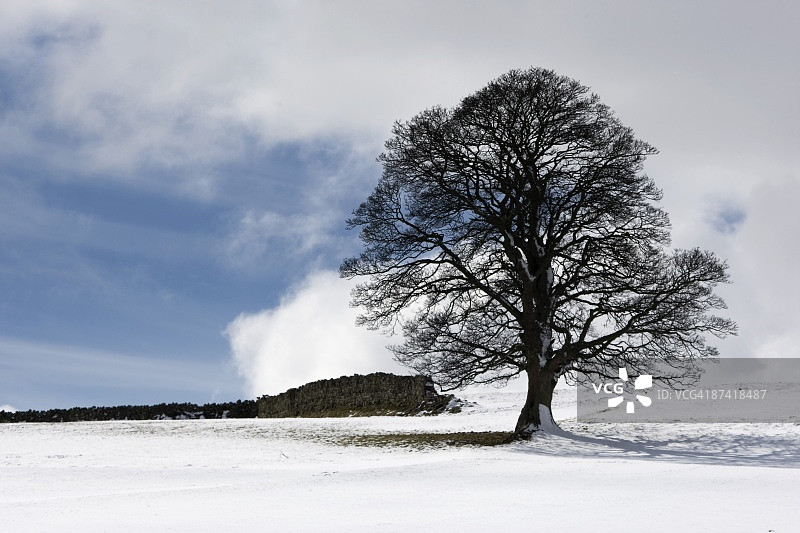 雪地与树木图片素材