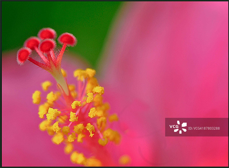 展示雄蕊的鲜花特写图片素材