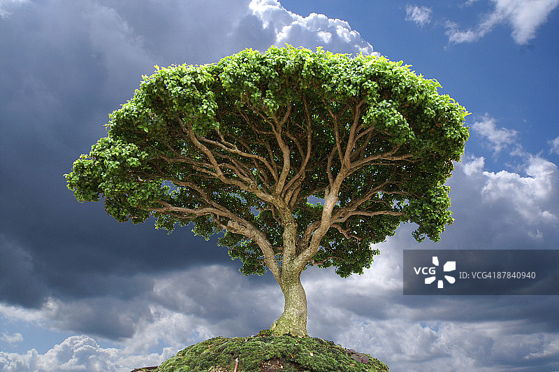 小王子星球上的猴面包树图片素材