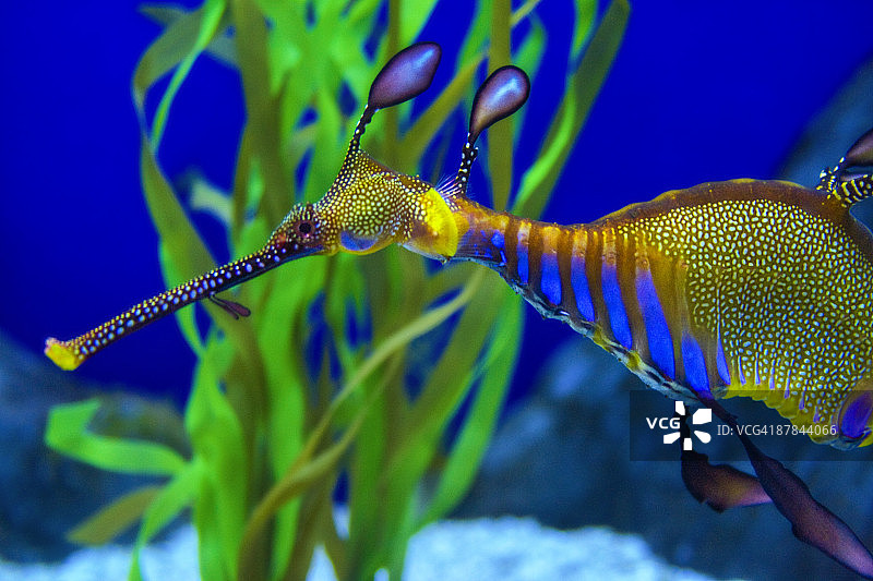 草海龙图片素材