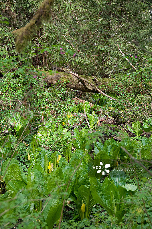 雨林植物图片素材