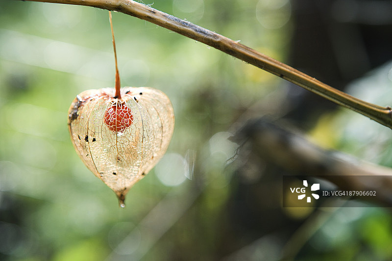 红姑娘果图片素材